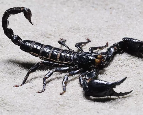 Der Aszendent Skorpion