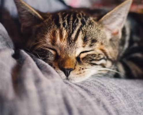 Das (nicht ganz ernst zu nehmende) Katzenhoroskop