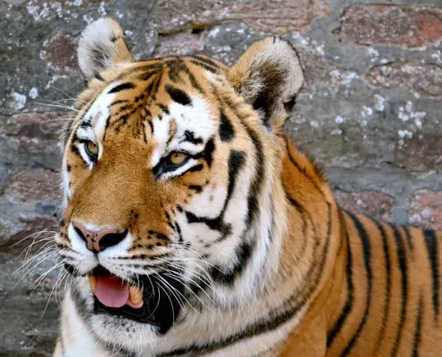 Heilige Tiere: Der Tiger