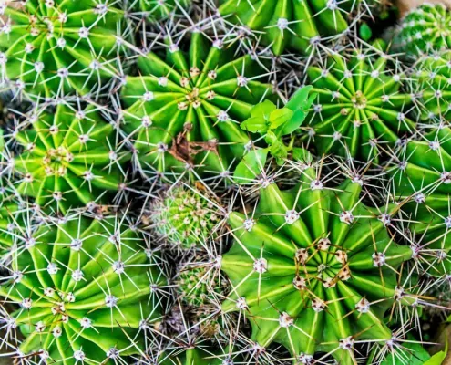 Traumdeutung: Kaktus