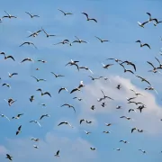 Traumdeutung - Vogelschwarm