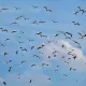 Traumdeutung - Vogelschwarm