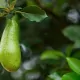 Der Avocado-Baum - eine aphrodisierende Zauberpflanze