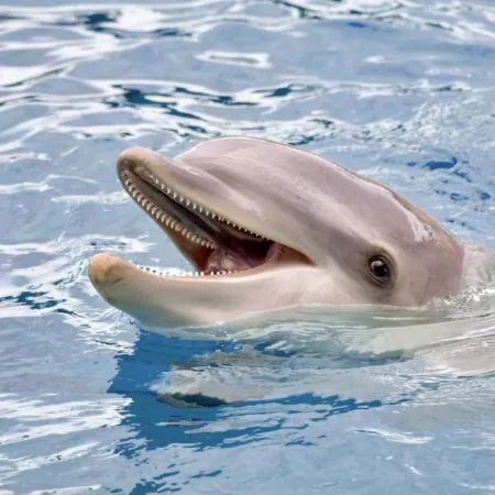 Krafttier Delfin