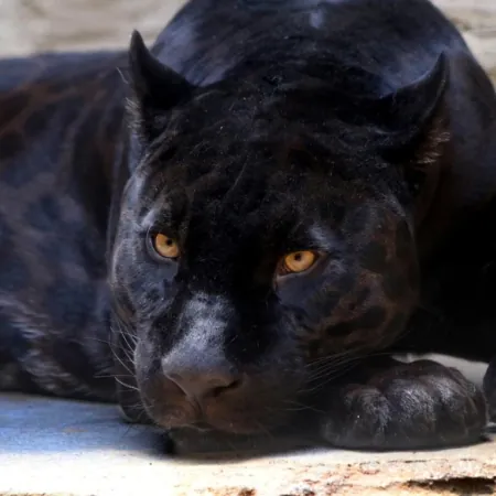 Krafttier Panther
