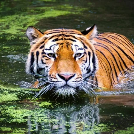 Krafttier Tiger