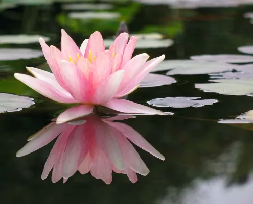 Lotus – Der Phoenix der Blumen