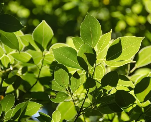 Moringa - Der Baum des Lebens