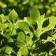 Moringa - Der Baum des Lebens