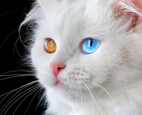Das Traumsymbol Katze – Was sagt es uns?